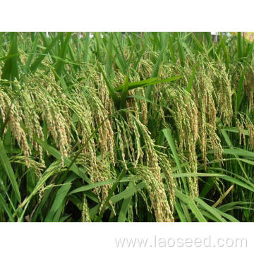 High quality natural Tianlongyou 140 rice